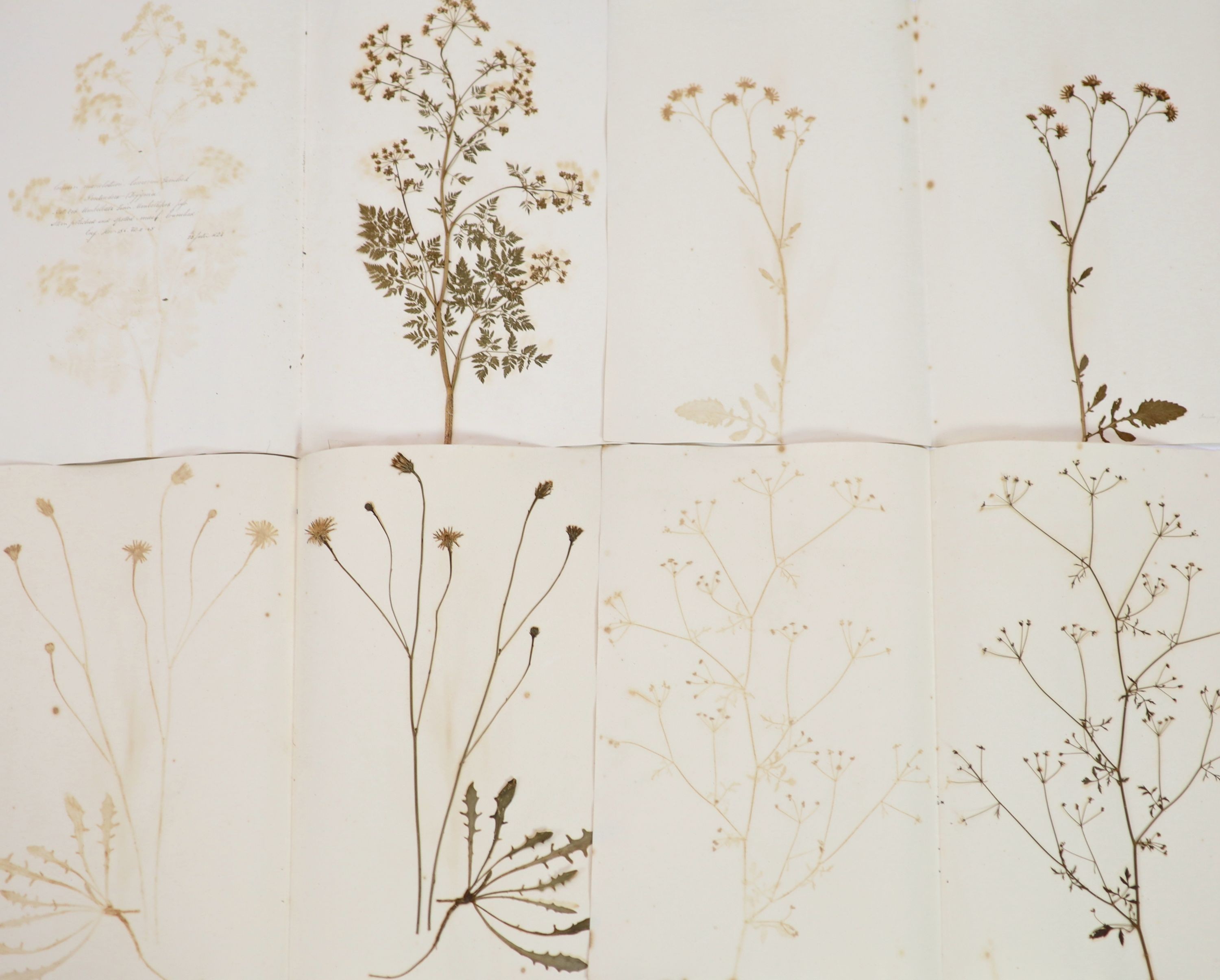 A folio of early 19th century dried botanical specimens on paper, Largest 47 cm X 28 cm (89 specimens)